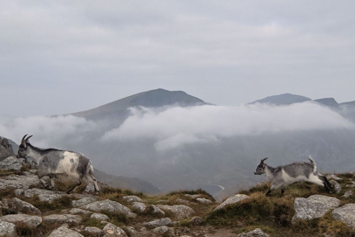 Some goats running along the mountain with more mountains in the background