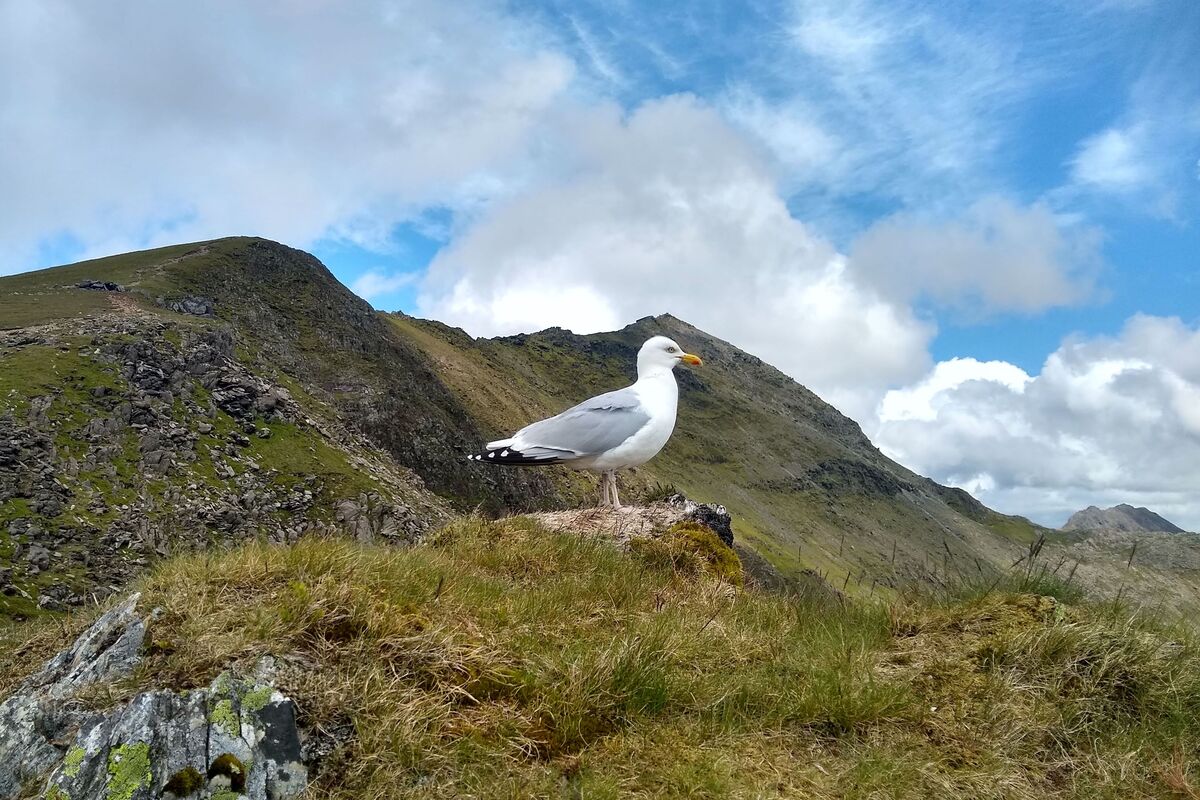 Cover image of Snowdon via Pyg Track and South Ridge